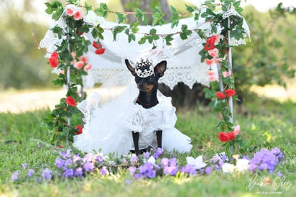 Royal Paws Tiara Veil Pet Royal Dog Accessories