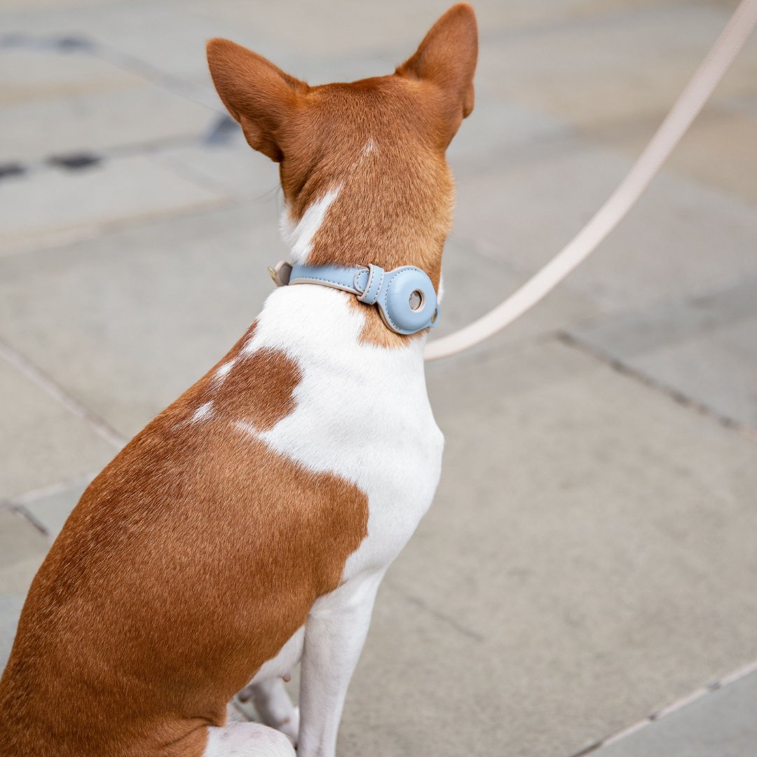 Collar - Air Tag Enabled - Vegan Leather - Cupertino