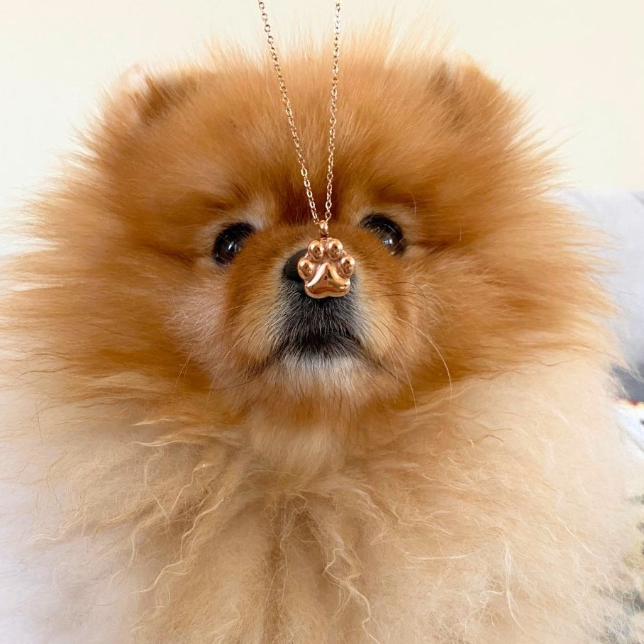 Paw Print - Cremation Necklace for Dog & Pet Ashes - Gold