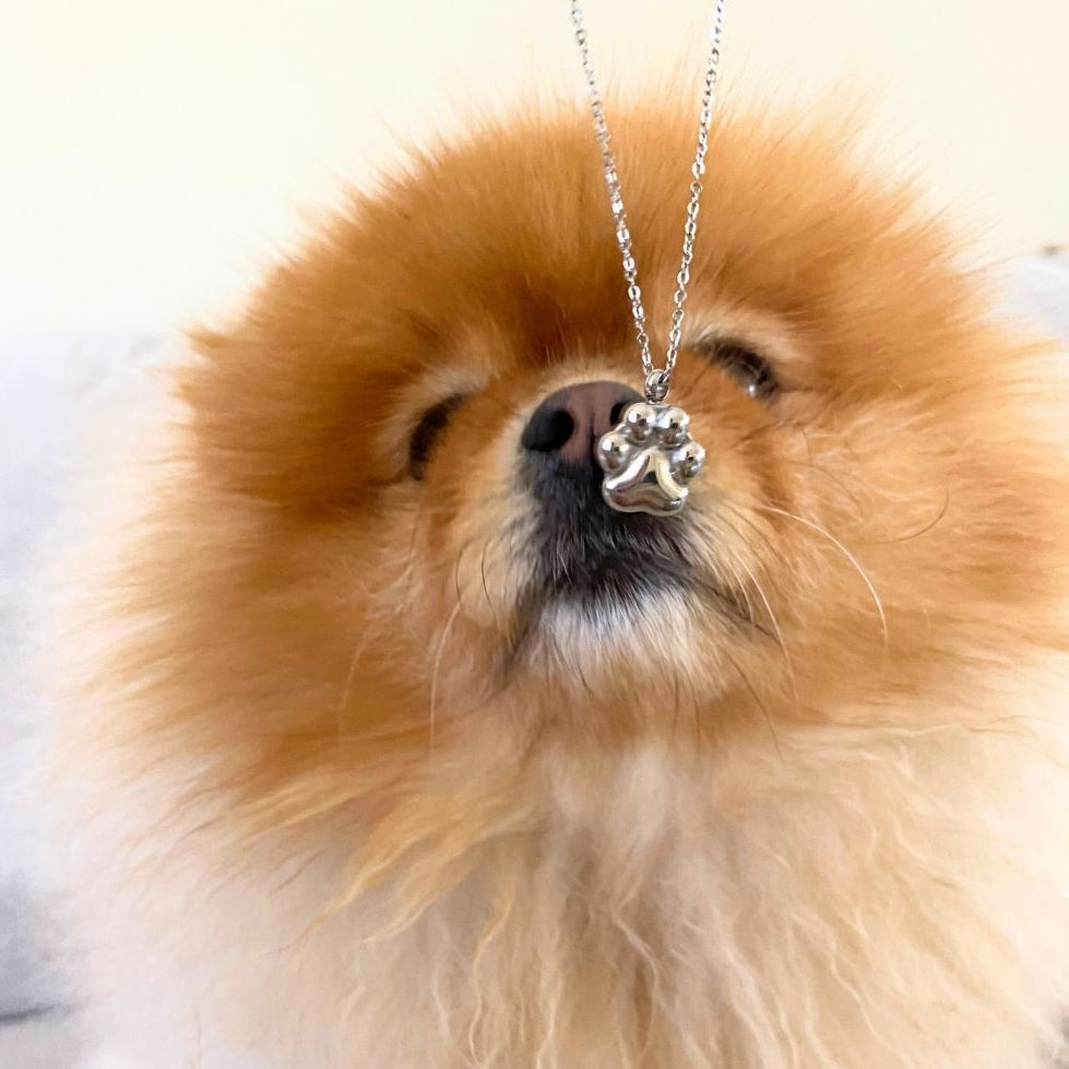 Paw Print - Cremation Necklace for Dog & Pet Ashes - Silver